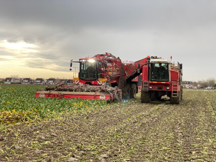 Sugarbeets