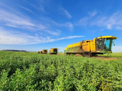 Vegetable harvest