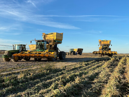 Oxbo 2485 corn harvesters